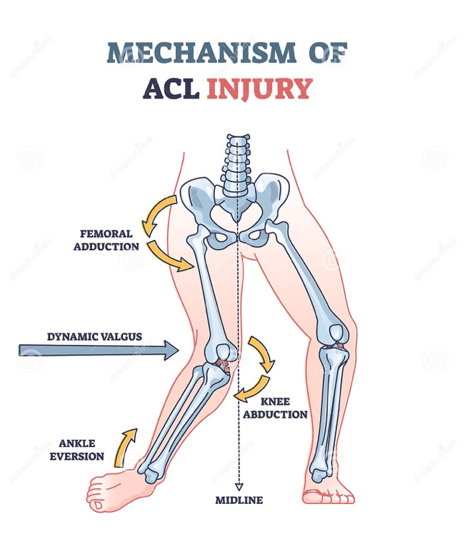 acl anatomy