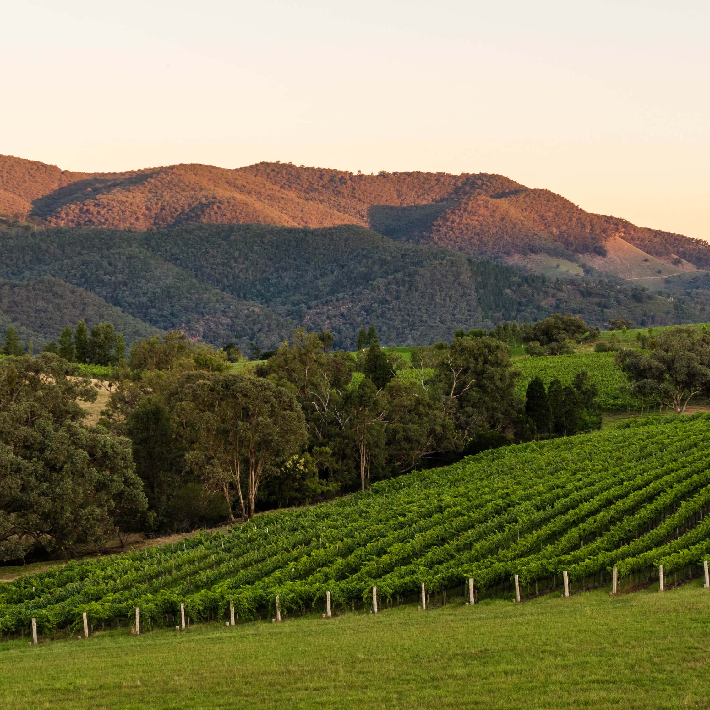 mudgee vineyards